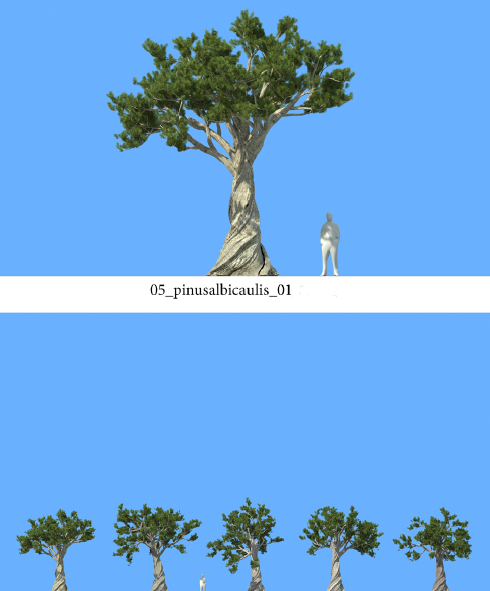 R&D Group - iTrees Vol 5 Pine Trees (10)