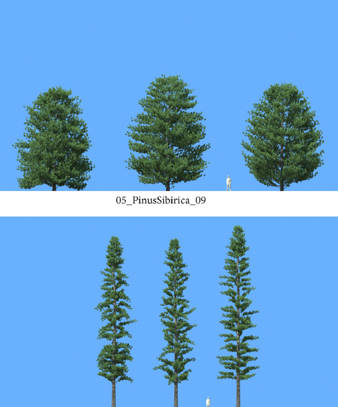 R&D Group - iTrees Vol 5 Pine Trees (2)