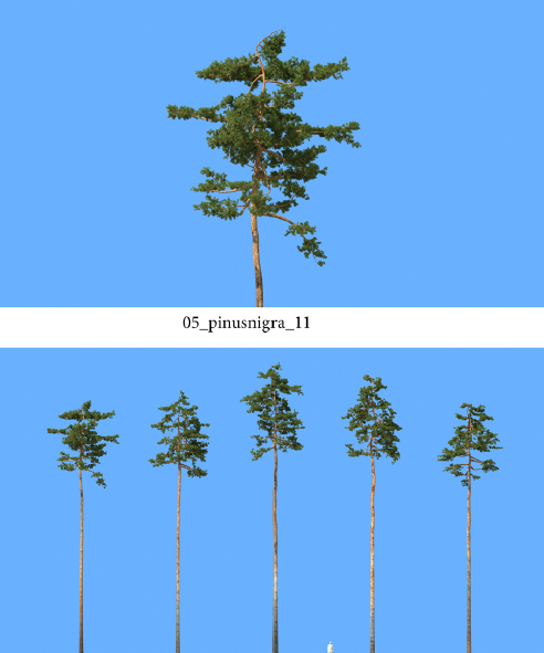 R&D Group - iTrees Vol 5 Pine Trees (3)