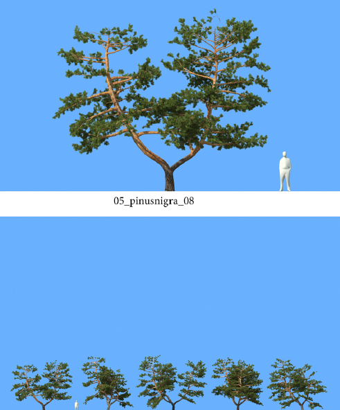 R&D Group - iTrees Vol 5 Pine Trees (4)