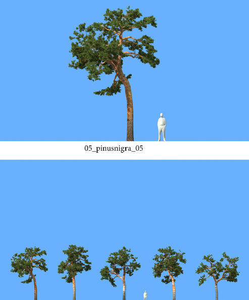 R&D Group - iTrees Vol 5 Pine Trees (5)