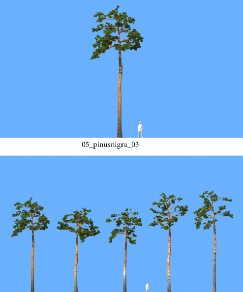 R&D Group - iTrees Vol 5 Pine Trees (6)