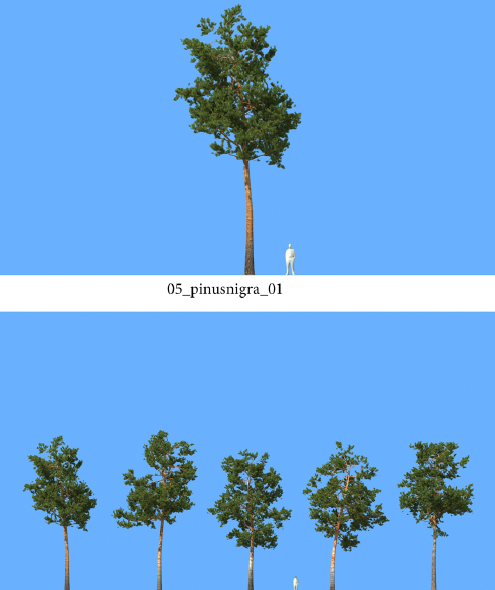 R&D Group - iTrees Vol 5 Pine Trees (7)