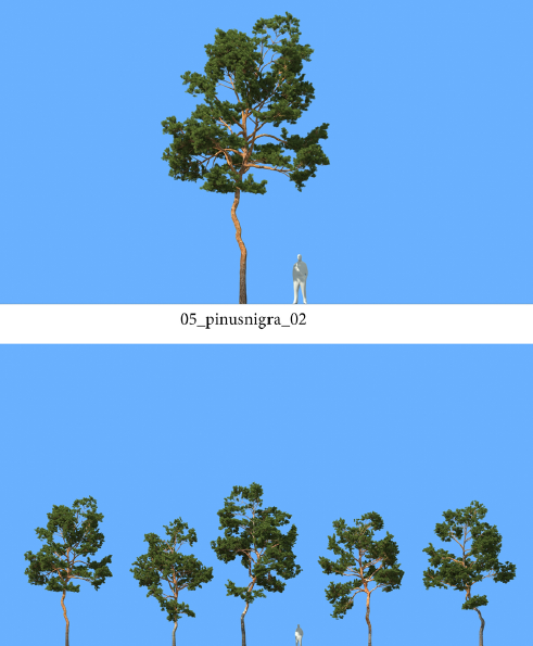 R&D Group - iTrees Vol 5 Pine Trees (8)