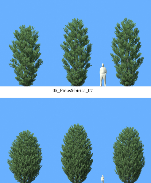 R&D Group - iTrees Vol 5 Pine Trees (9)