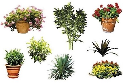 Dosch Design - 2D Viz-Images Plants (1)