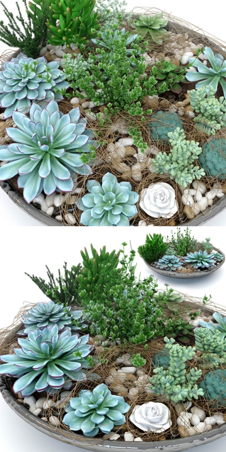 Pro 3DSky - Pots with Plants Succulents (2)