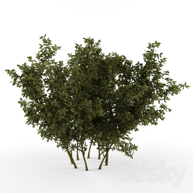 مدل سه بعدی درخت 4