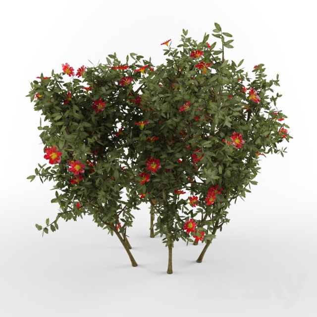 مدل سه بعدی درخت 6