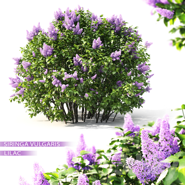 مدل سه بعدی درخت 40
