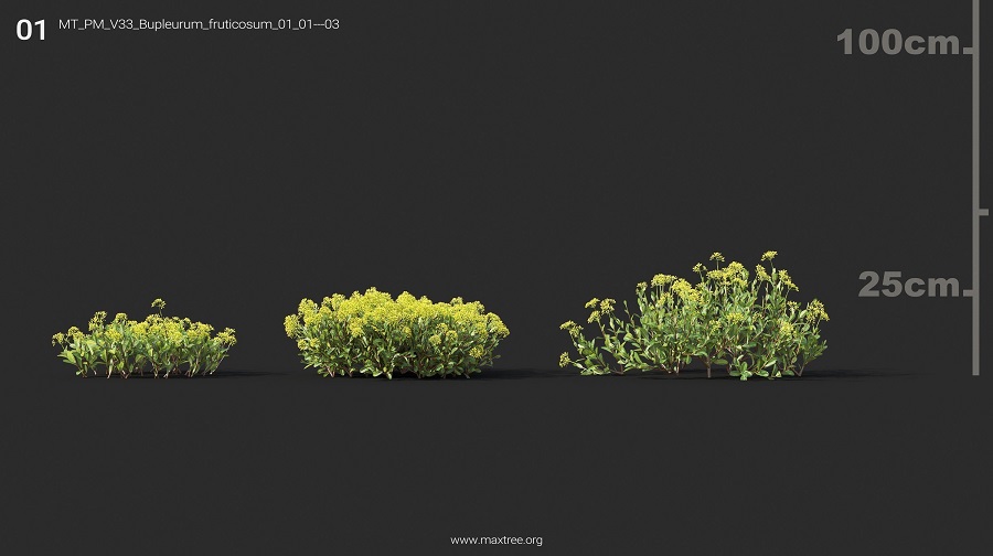MT_PM_V33_Bupleurum_fruticosum_01_01-03