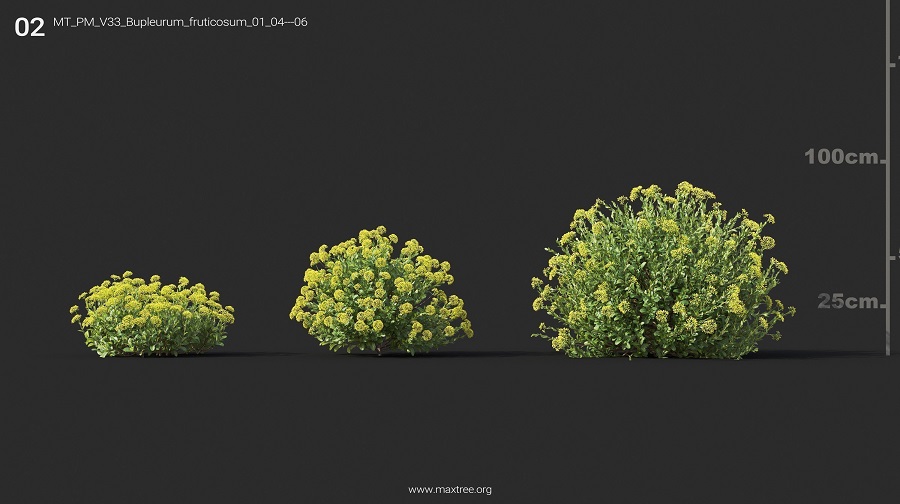 MT_PM_V33_Bupleurum_fruticosum_01_04-06