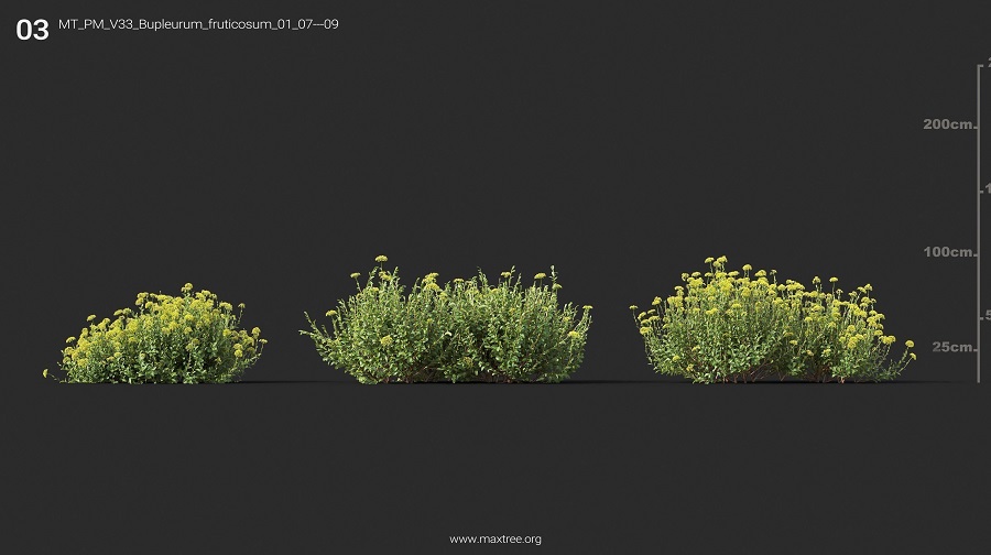 MT_PM_V33_Bupleurum_fruticosum_01_07-09