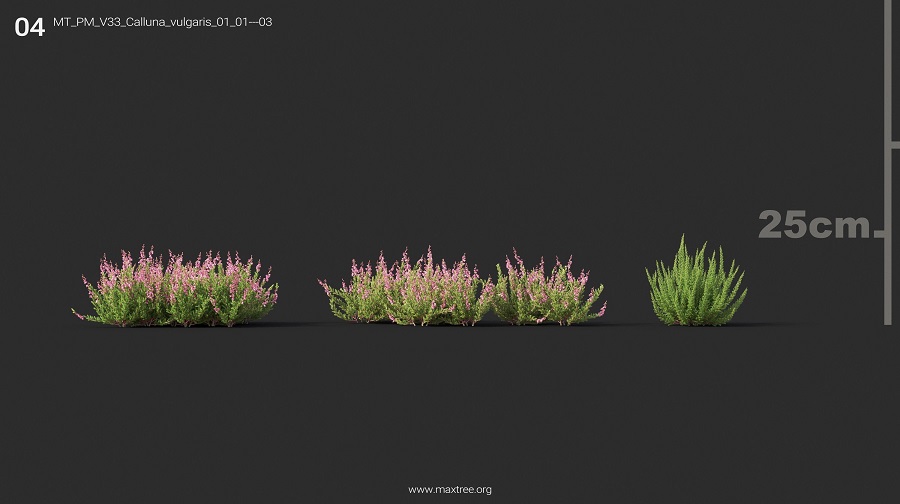 MT_PM_V33_Calluna_vulgaris_01_01-03