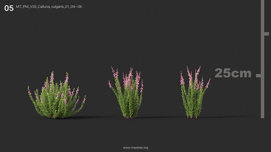 MT_PM_V33_Calluna_vulgaris_01_04-06
