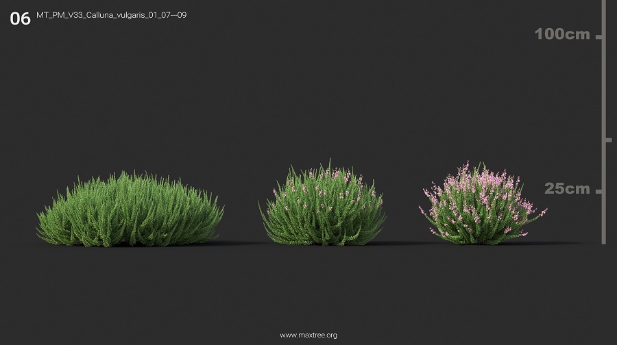 MT_PM_V33_Calluna_vulgaris_01_07-09