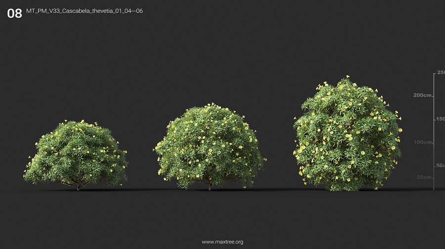 MT_PM_V33_Cascabela_thevetia_01_04-06