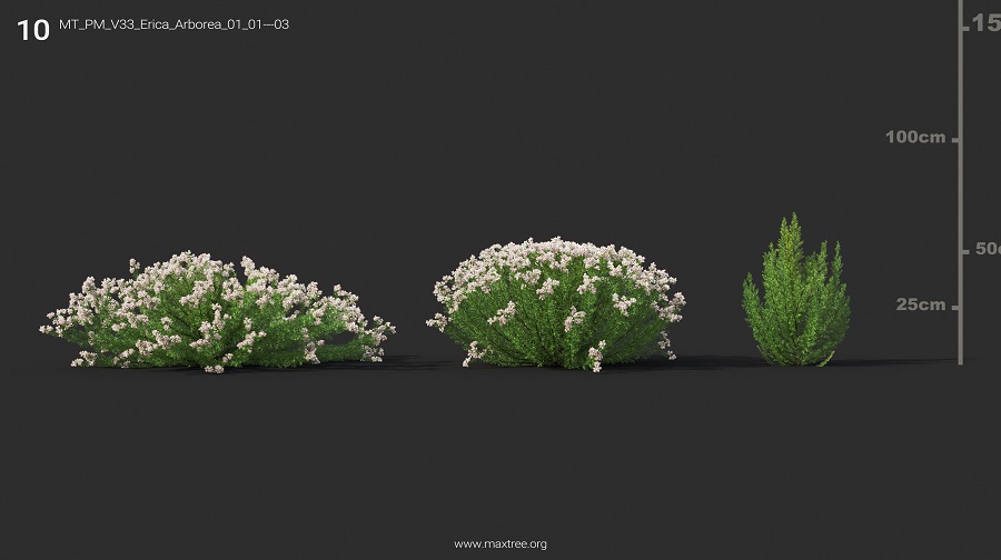 MT_PM_V33_Erica_Arborea_01_01-03