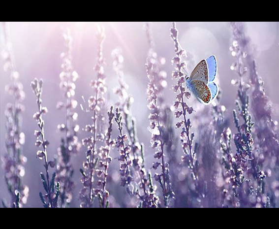 آموزش استفاده از Photoshop و Lightroom با هم