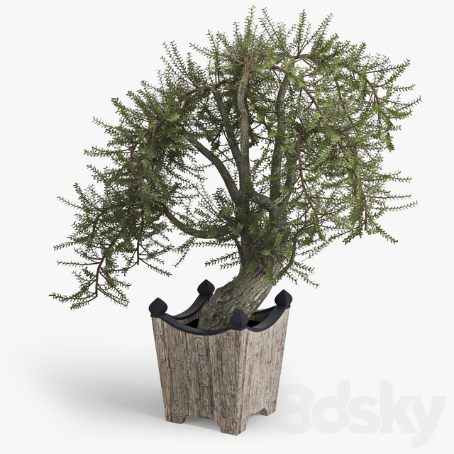 مدل سه بعدی درخت 96