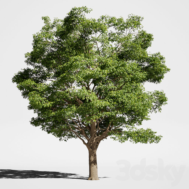 مدل سه بعدی درخت 97