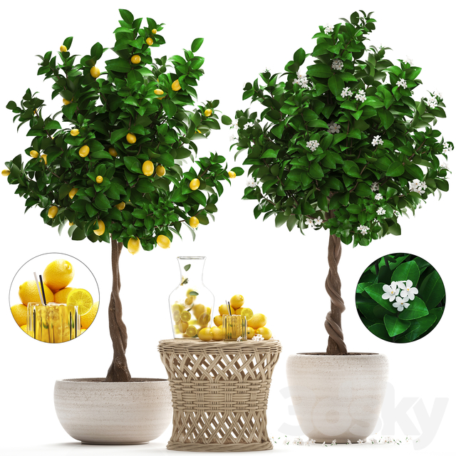 مدل سه بعدی درخت 147