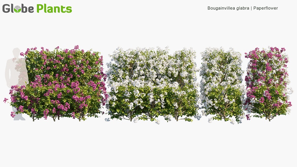 Bougainvillea-glabra_PRV1
