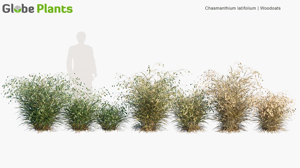 Chasmanthium-latifolium_PRV1