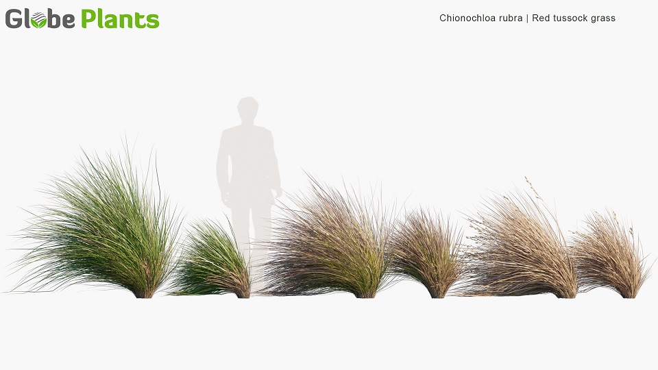 Chionochloa-rubra_PRV2