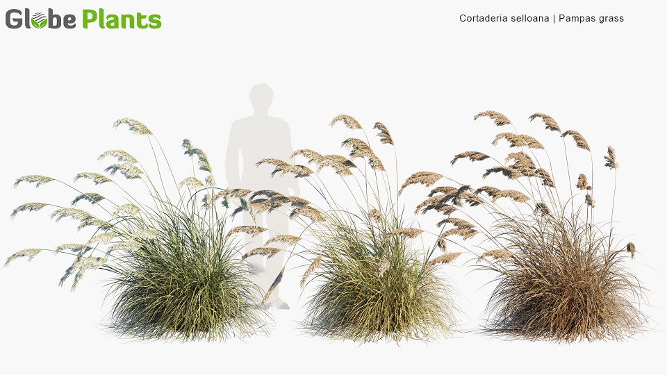 Cortaderia-selloana_PRV2
