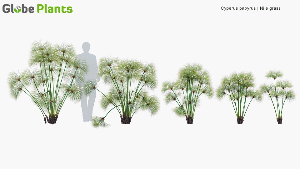 Cyperus-papyrus_PRV1
