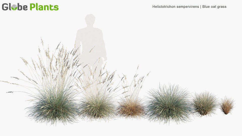 Helictotrichon-sempervirens_PRV1