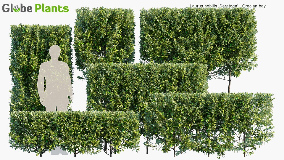 Laurus-nobilis_PRV1