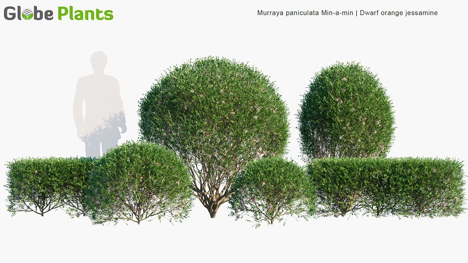 Murraya-paniculata-Min-a-min_PRV1