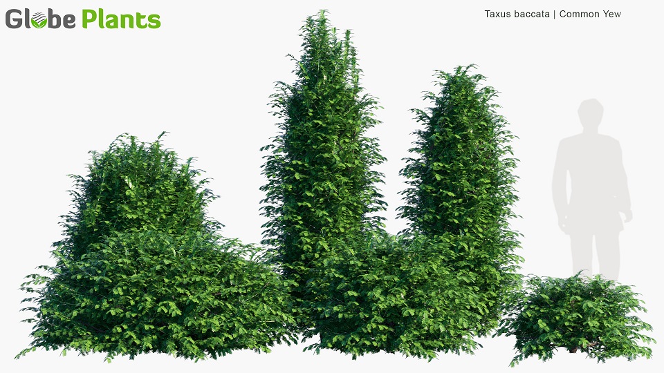 Taxus-baccata_PRV1