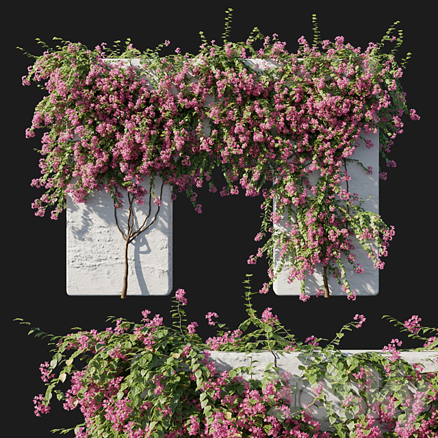 مدل سه بعدی گیاه پیچک 60