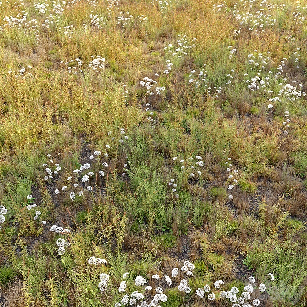 مدل سه بعدی چمن 79