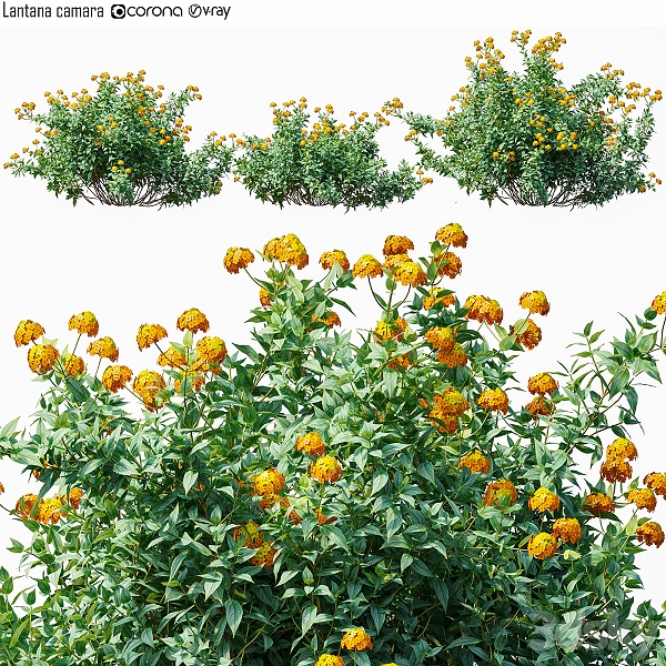 مدل سه بعدی گیاه پیچک 76