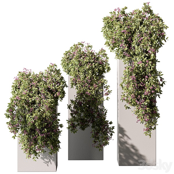 مدل سه بعدی گیاه پیچک 81