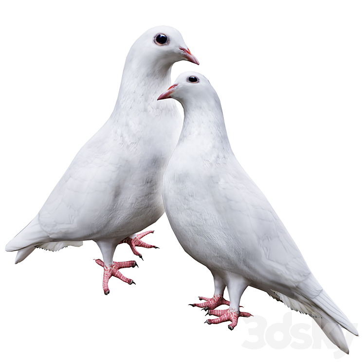 مدل سه بعدی پرنده 4