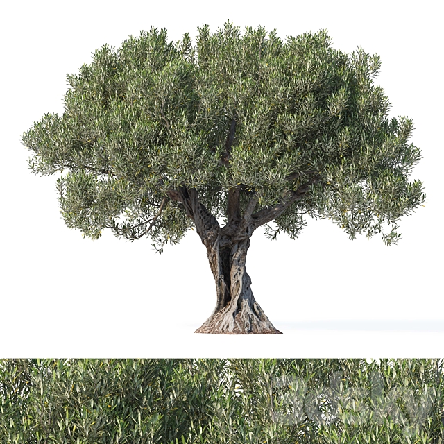 مدل سه بعدی درخت 507