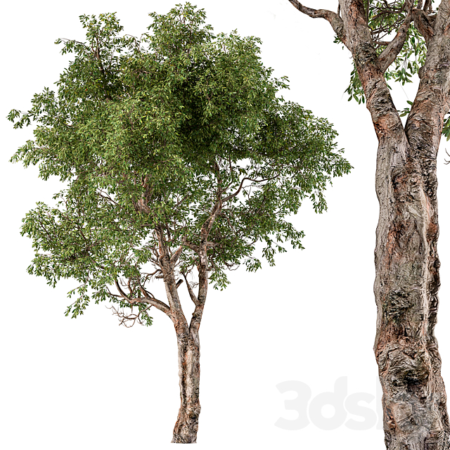 مدل سه بعدی درخت 510