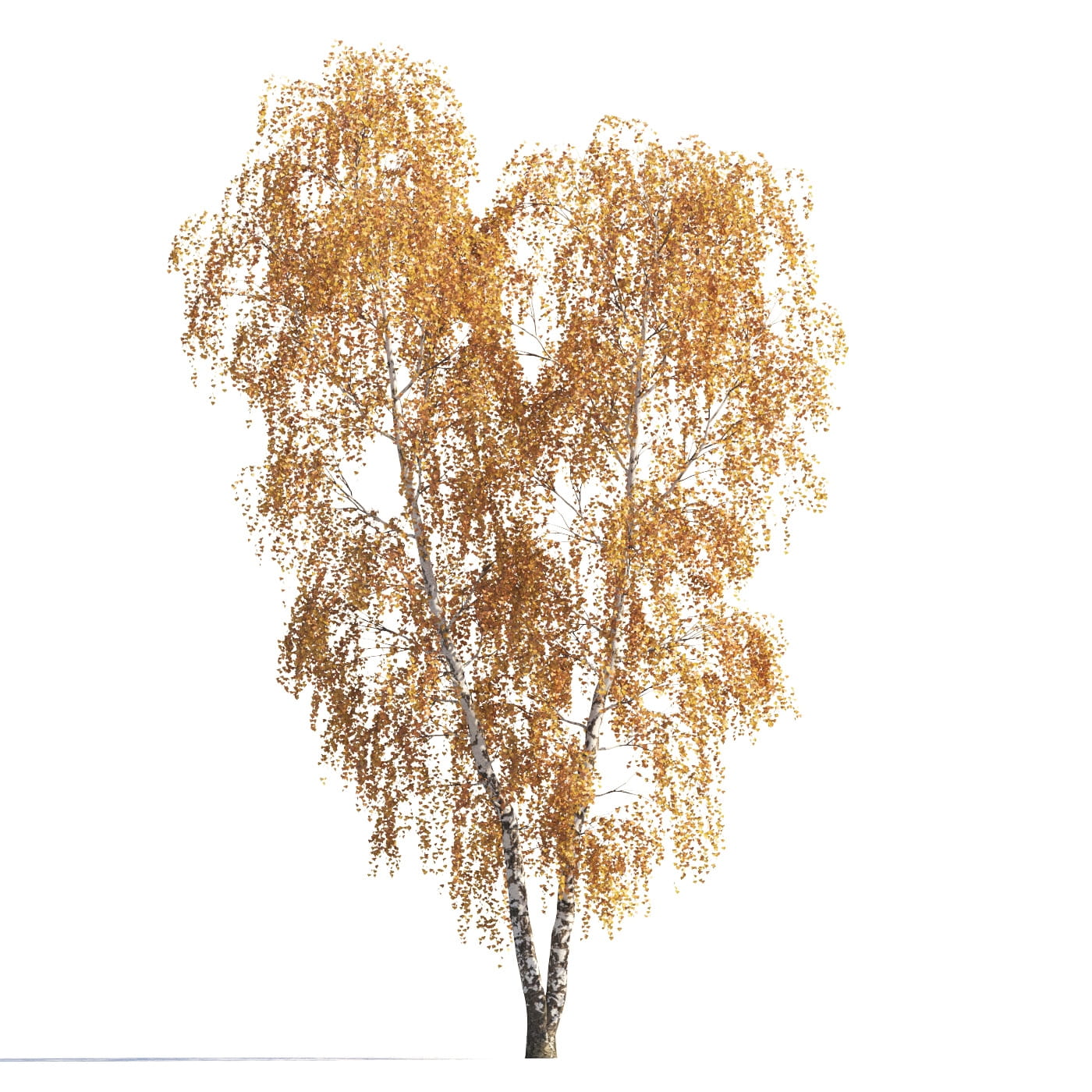 AM258_003_autumn