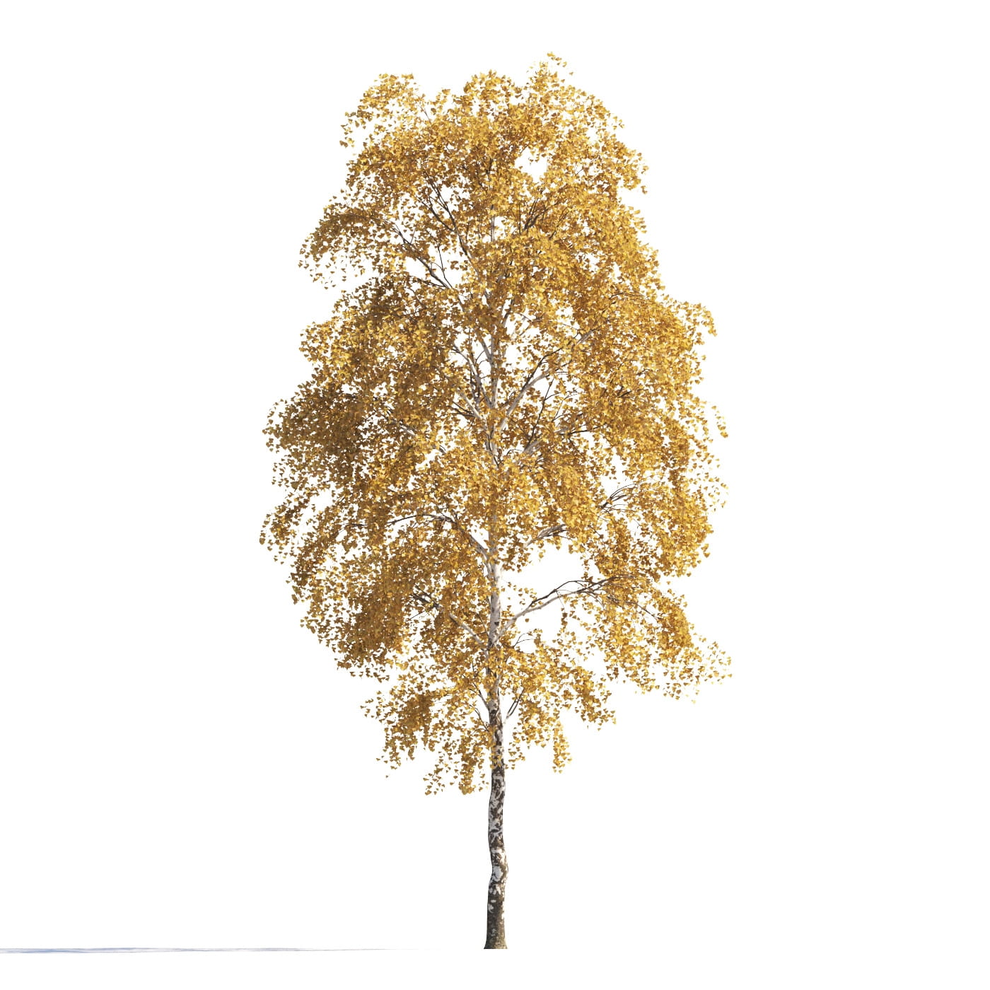 AM258_008_autumn