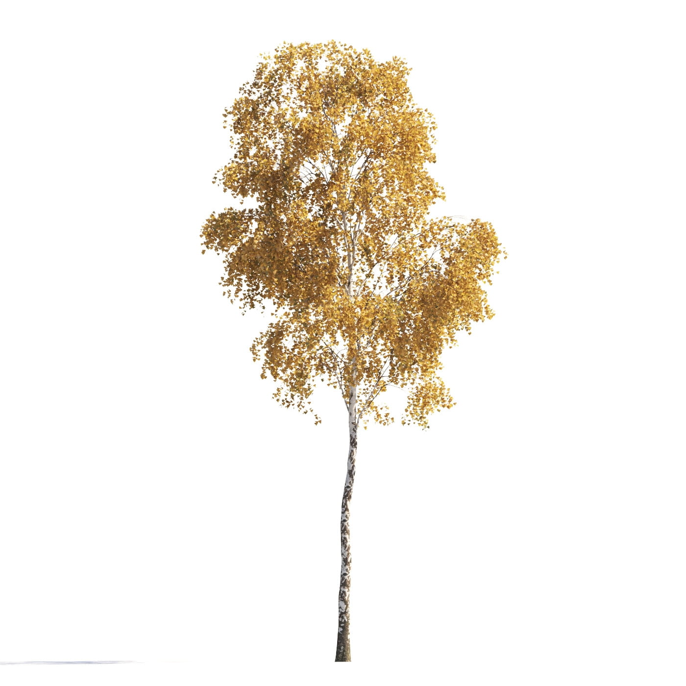 AM258_009_autumn