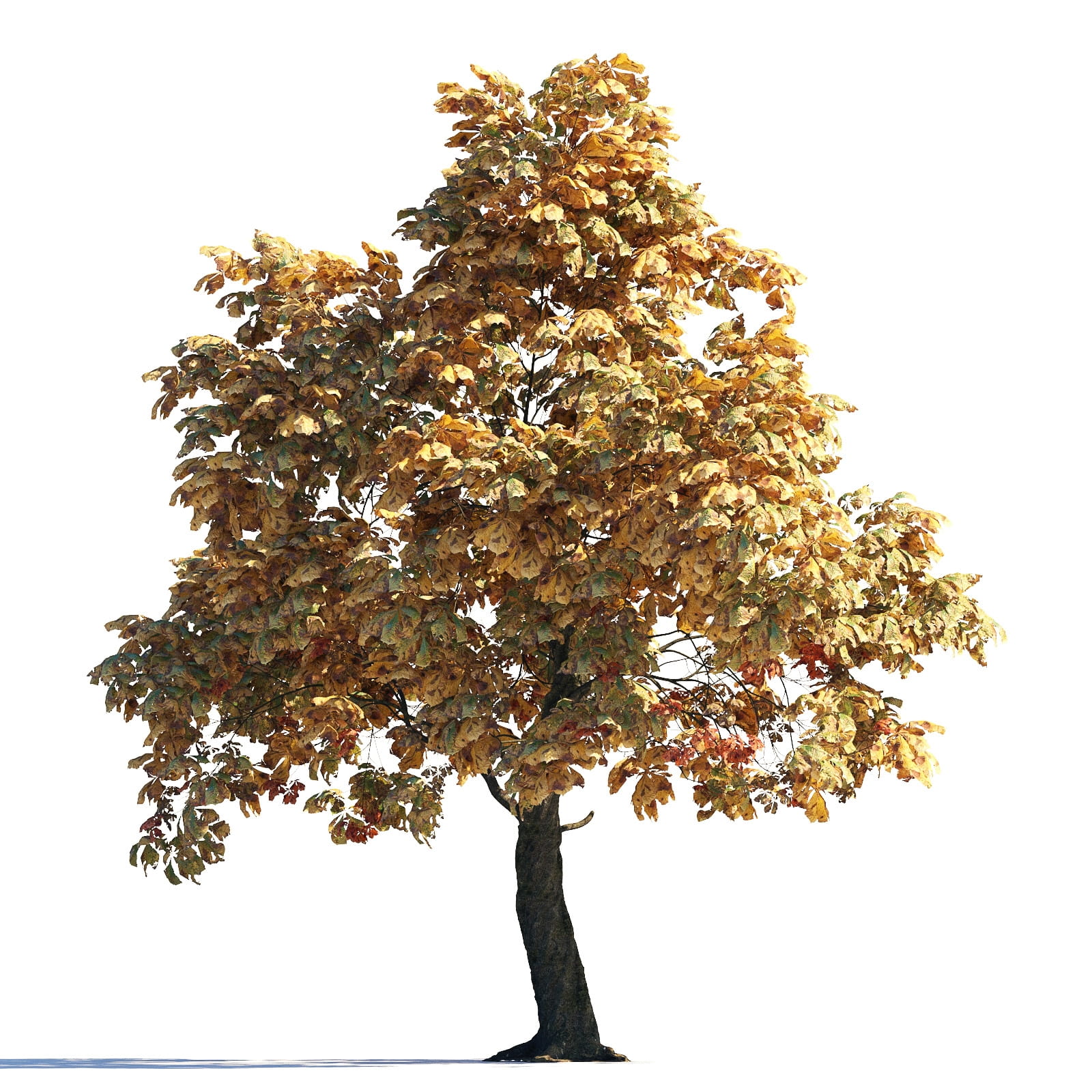 AM258_011_autumn