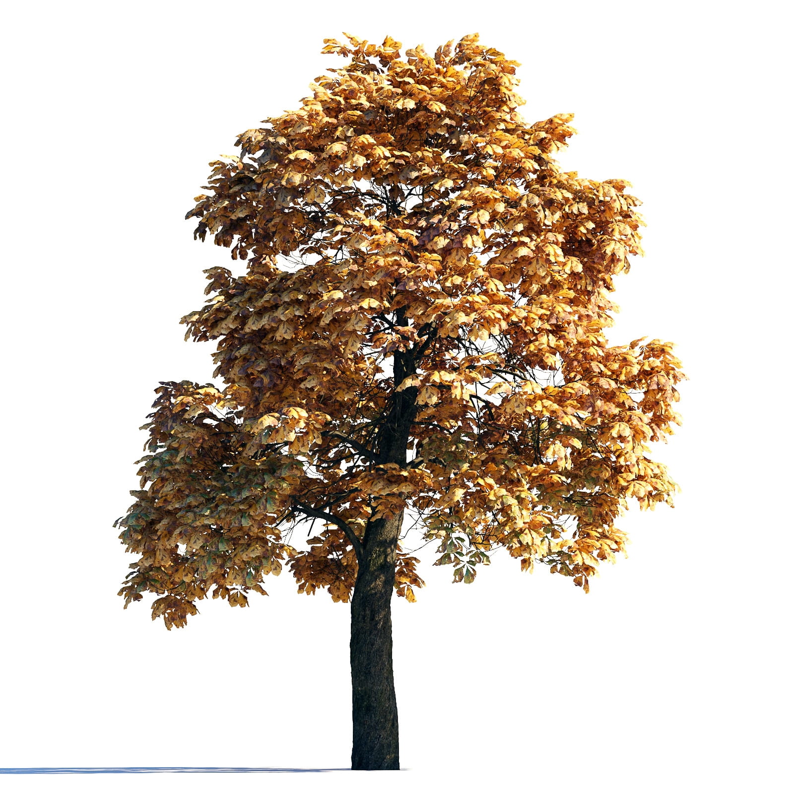 AM258_013_autumn