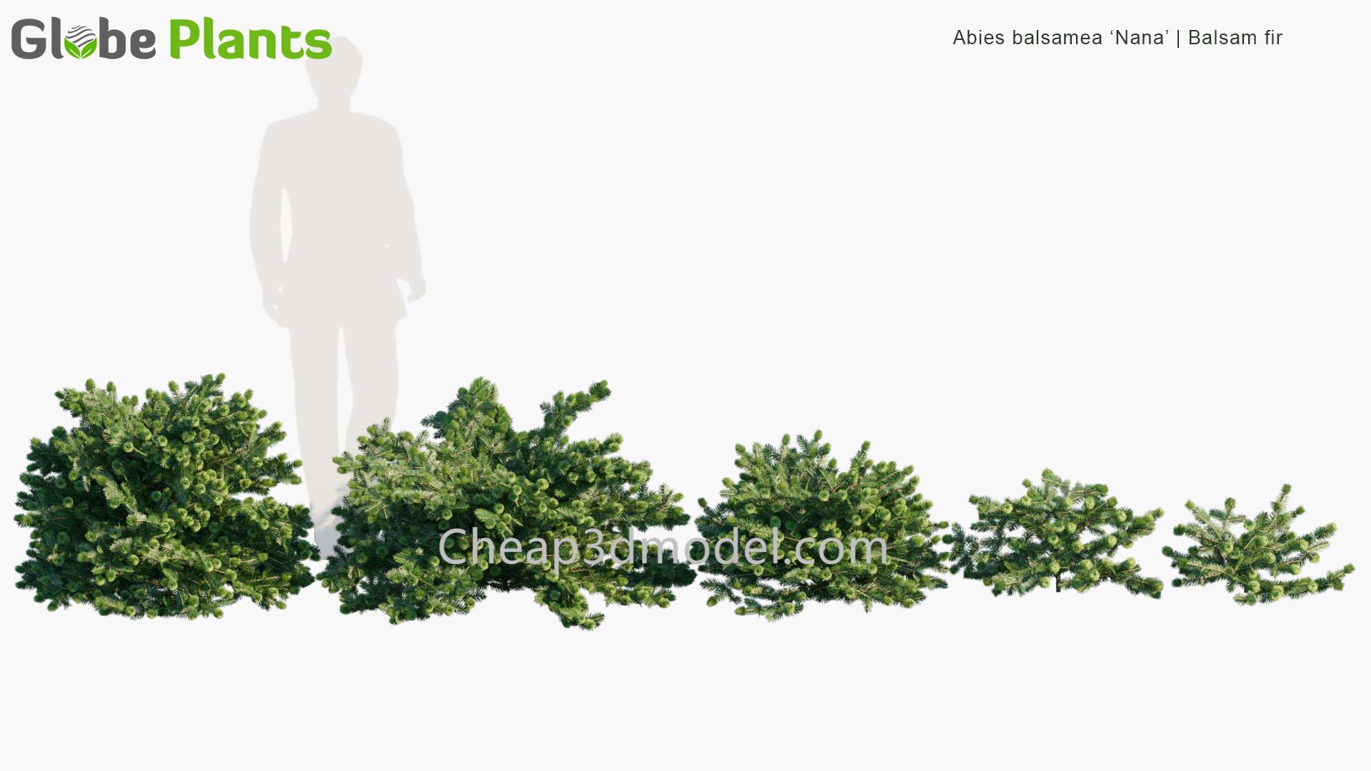 Abies-balsamea-Nana_PRV1