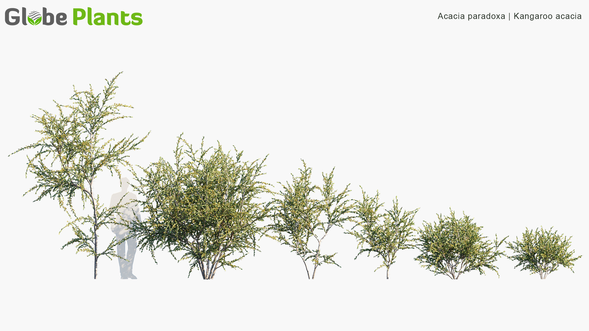 Acacia paradoxa_PRV1