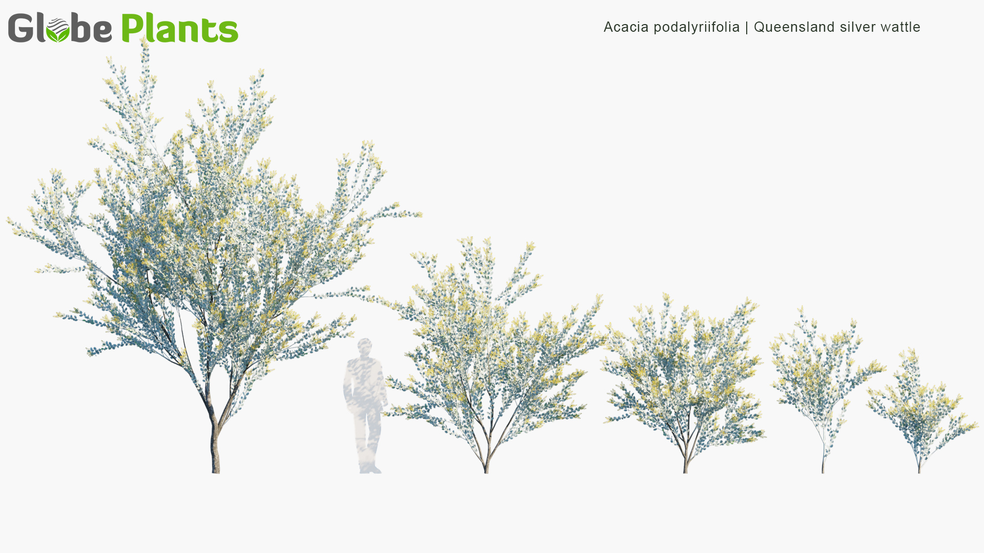 Acacia-podalyriifolia_PRV1